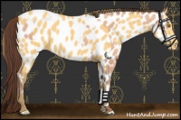 Horse Color:Amber Champagne Appaloosa and Amber Cream Champagne Appaloosa