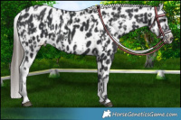 Horse Color:Black Appaloosa  and Black Appaloosa Rabicano 
