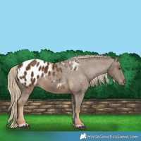 Horse Color:Chocolate Palomino Appaloosa 