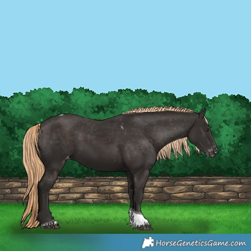 Horse Color:Liver Chestnut Tobiano Appaloosa 