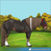 Horse Color:Liver Chestnut Tobiano 