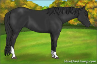 Horse Color:Liver Chestnut Tobiano 