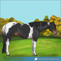 Horse Color:Liver Chestnut Tobiano