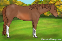 Horse Color:Chestnut 