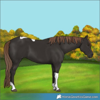 Horse Color:Liver Chestnut Tobiano 