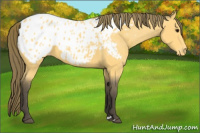 Horse Color:Buckskin Appaloosa 