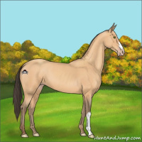 Horse Color:Amber Champagne 