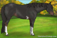 Horse Color:Liver Chestnut Tobiano Frame