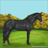 Horse Color:Black Splash 