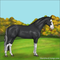 Horse Color:Black Splash 