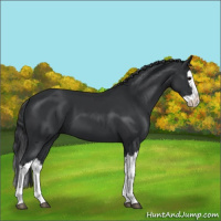Horse Color:Black Splash