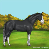 Horse Color:Black Splash