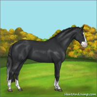 Horse Color:Black Splash 