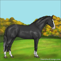 Horse Color:Black Splash 