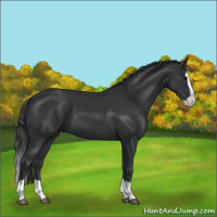 Horse Color:Black Splash 