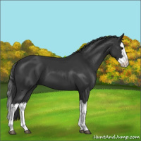 Horse Color:Black Splash 