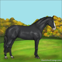 Horse Color:Black Splash 