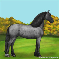 Horse Color:Blue Roan 