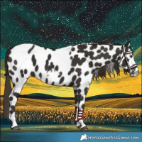 Horse Color:Liver Chestnut Tobiano Frame Appaloosa