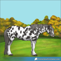 Horse Color:Liver Chestnut Tobiano Frame Near Leopard 