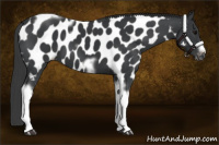 Horse Color:Black Tobiano Frame Appaloosa 