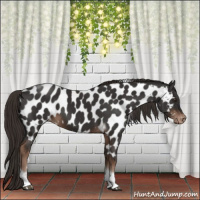 Horse Color:Liver Chestnut Tobiano Frame Appaloosa 