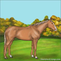 Horse Color:Chestnut Splash 