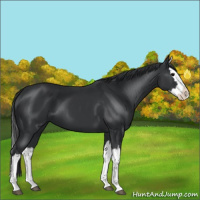 Horse Color:Black Splash 