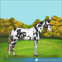 Horse Color:Liver Chestnut Tobiano Frame Appaloosa 