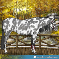 Horse Color:Blue Roan Tobiano Frame Near Leopard 