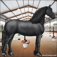 Horse Color:Black 