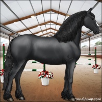 Horse Color:Black 