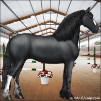 Horse Color:Black 