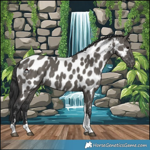 Horse Color:Grullo Tobiano Appaloosa 