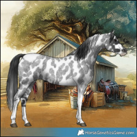 Horse Color:Blue Roan Tobiano Frame Leopard 