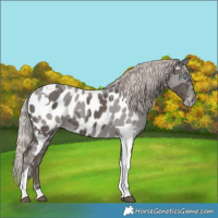 Horse Color:Silver Black Merle Tobiano Near Leopard 