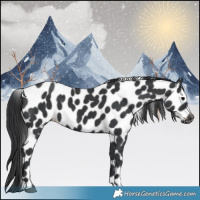 Horse Color:Black Appaloosa 