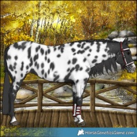 Horse Color:Black Tobiano Frame Near Leopard 