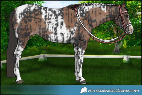 Horse Color:Black Tobiano Frame  and Classic Champagne Tobiano Frame 