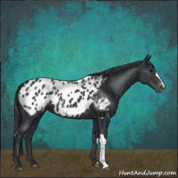 Horse Color:Black Appaloosa 