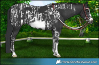 Horse Color:Black Tobiano Frame  and Black Tobiano Frame 