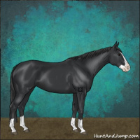 Horse Color:Black Splash 