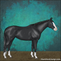 Horse Color:Black Splash