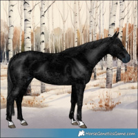 Horse Color:Black Ice