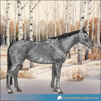 Horse Color:Black Ice 