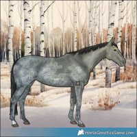 Horse Color:Black Ice 