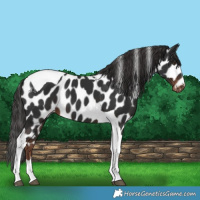 Horse Color:Liver Chestnut Tobiano Appaloosa 