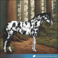 Horse Color:Black Tobiano Appaloosa