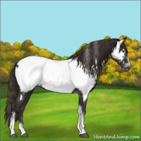 Horse Color:Liver Chestnut Tobiano Frame Near Fewspot 