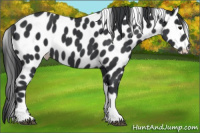 Horse Color:Black Tobiano Frame Leopard 